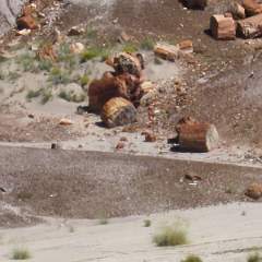 Petrified Forest NP